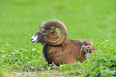 报告显示 Cozy舒适系Steam游戏近年极速增长趋势